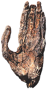 The mummified left hand of Neferefre is among the few remains found in his pyramid.