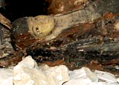 One of the coffins found inside KV63